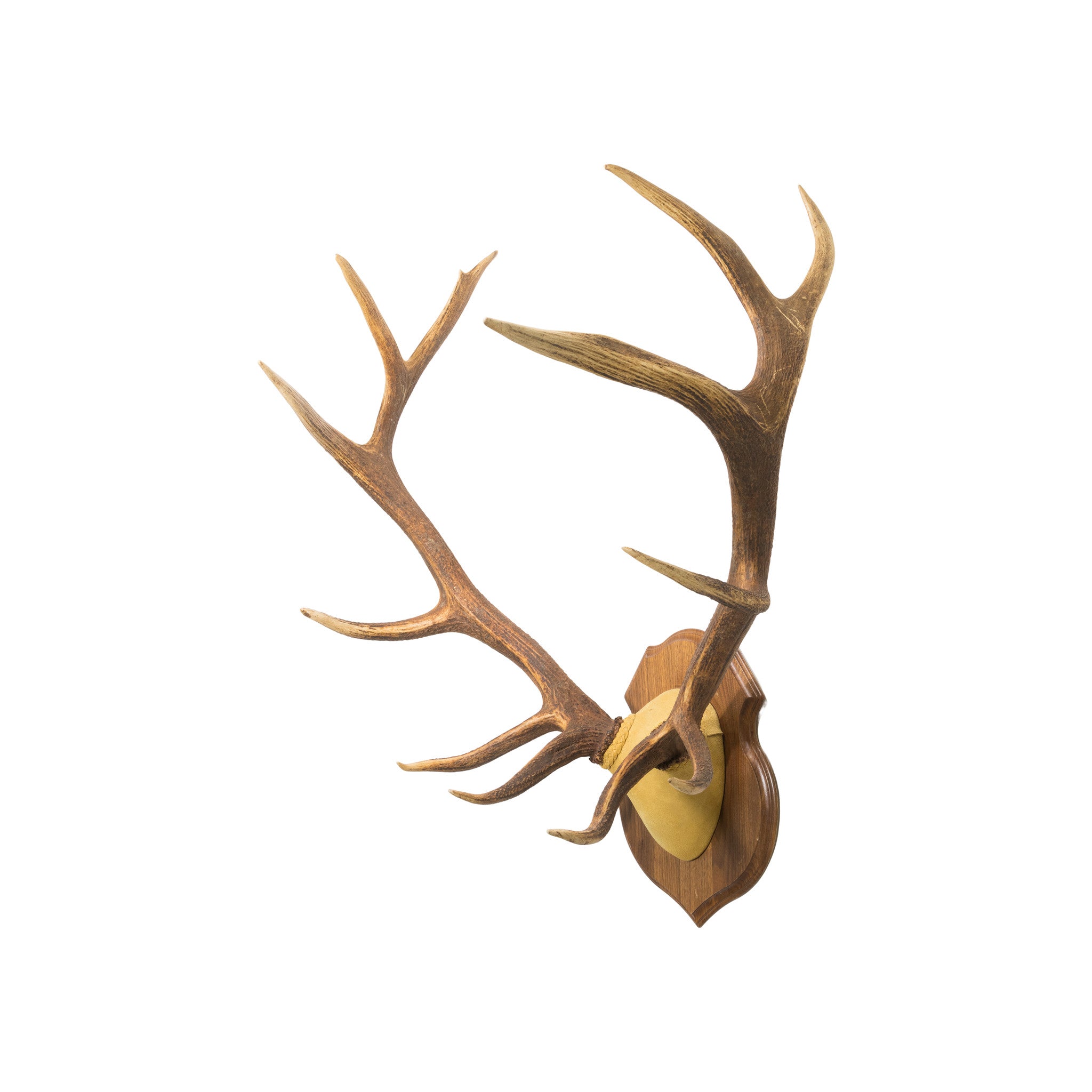 6 x 6 Elk
