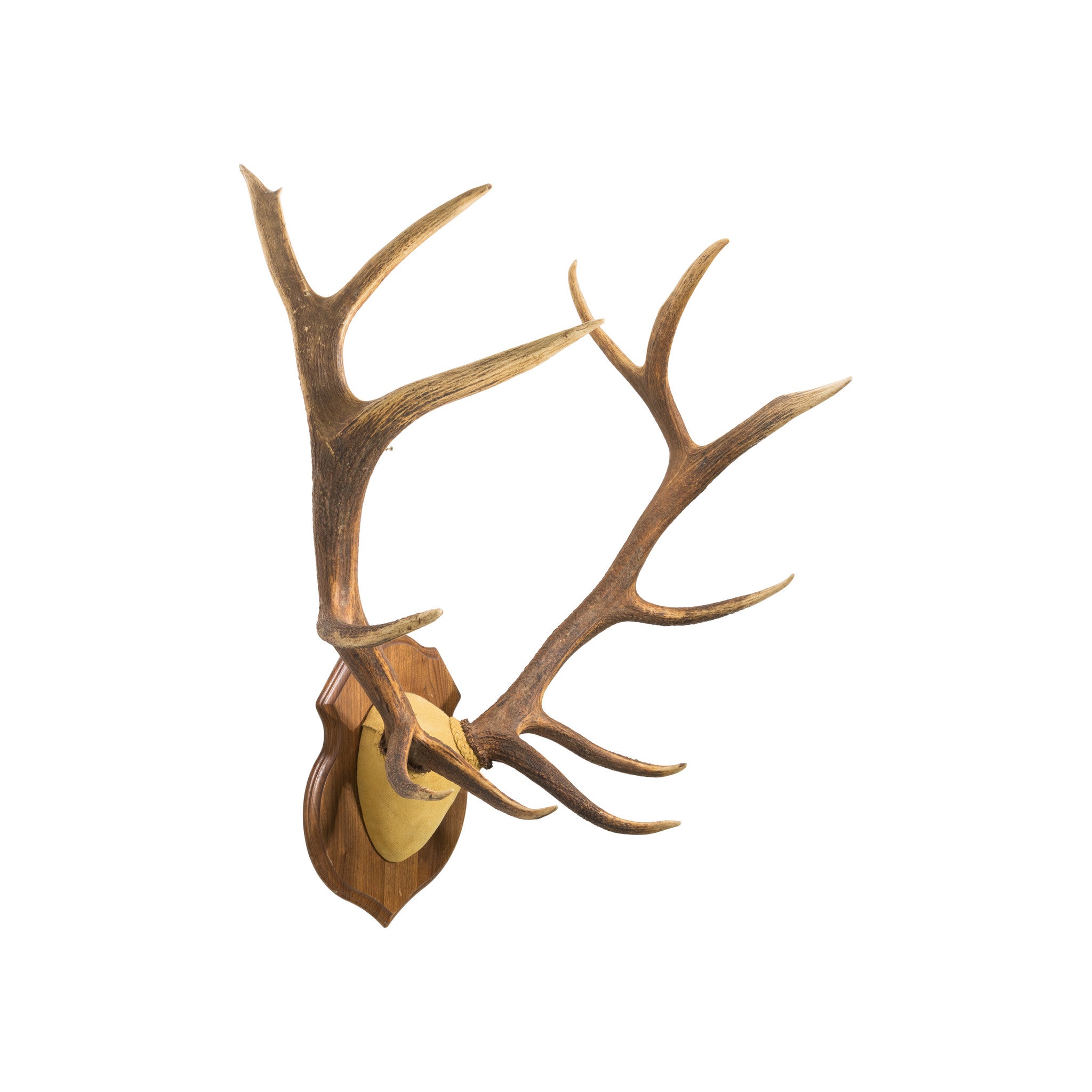6 x 6 Elk