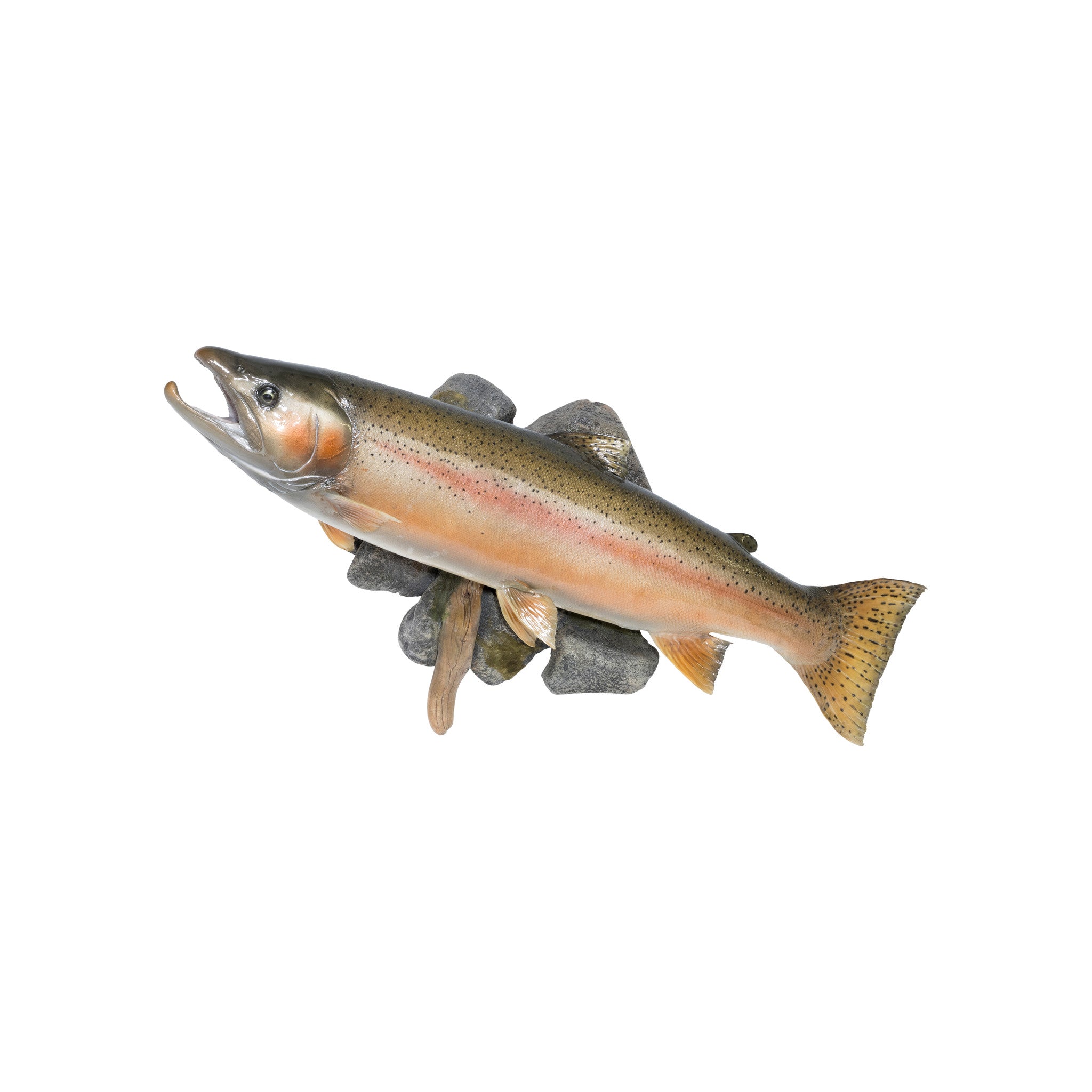 Steelhead Salmon Skin Mount, Furnishings, Taxidermy, Fish