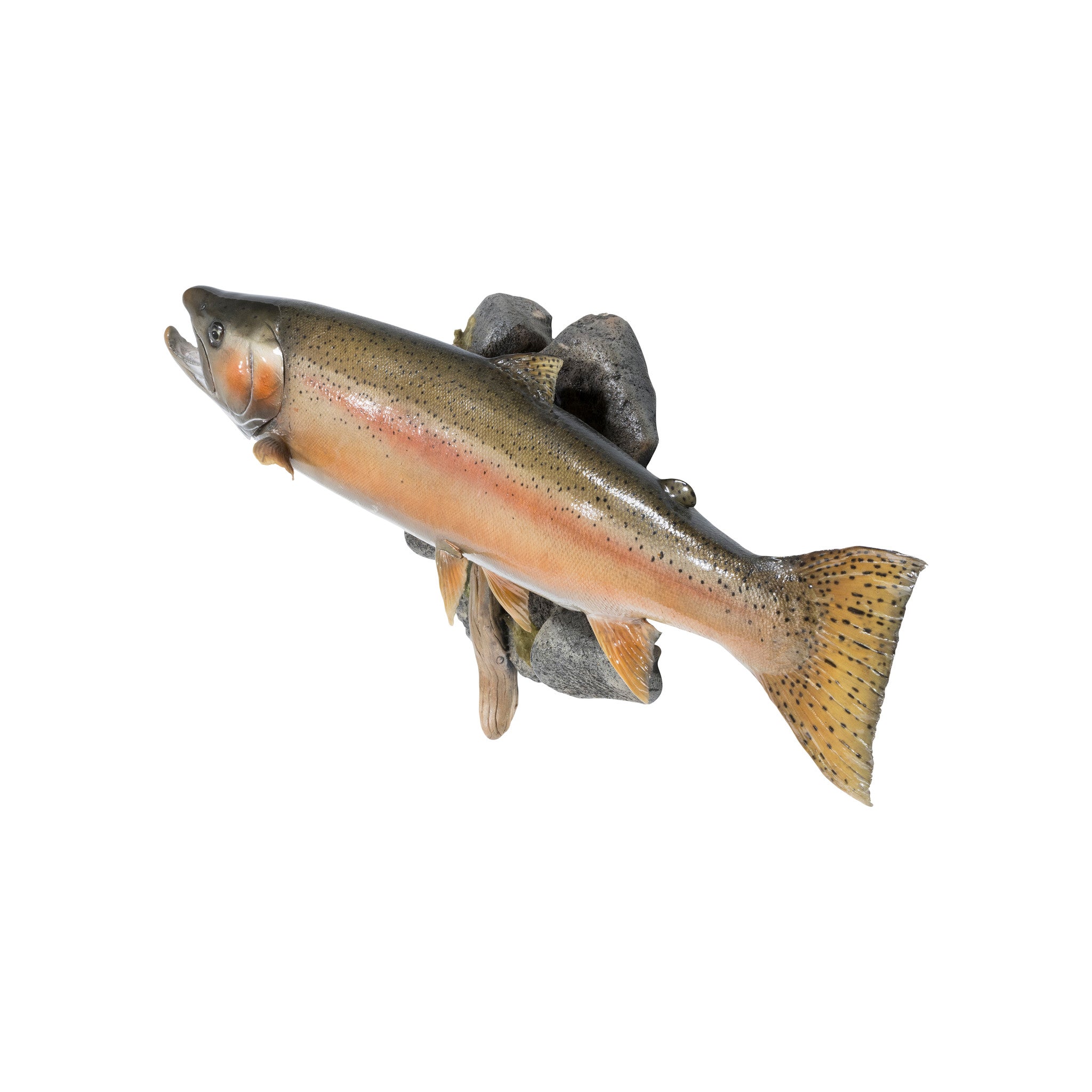 Steelhead Salmon Skin Mount