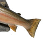 Steelhead Salmon Skin Mount