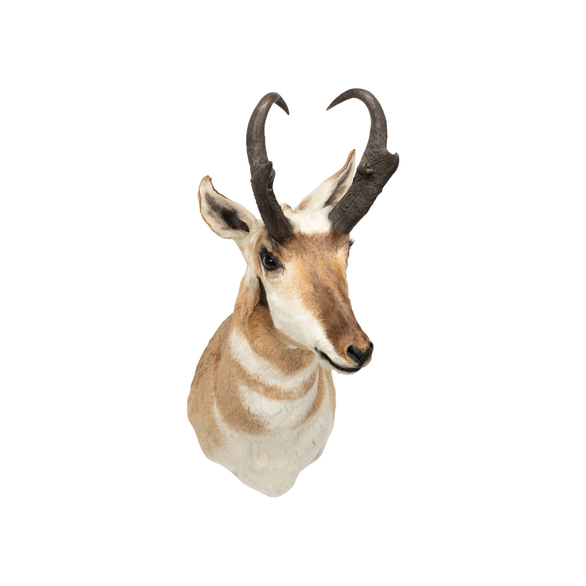 Trophy Antelope Shoulder Mount, Furnishings, Taxidermy, Antelope