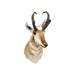 Trophy Antelope Shoulder Mount, Furnishings, Taxidermy, Antelope