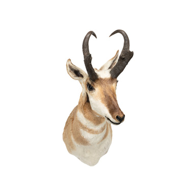 Trophy Antelope Shoulder Mount, Furnishings, Taxidermy, Antelope