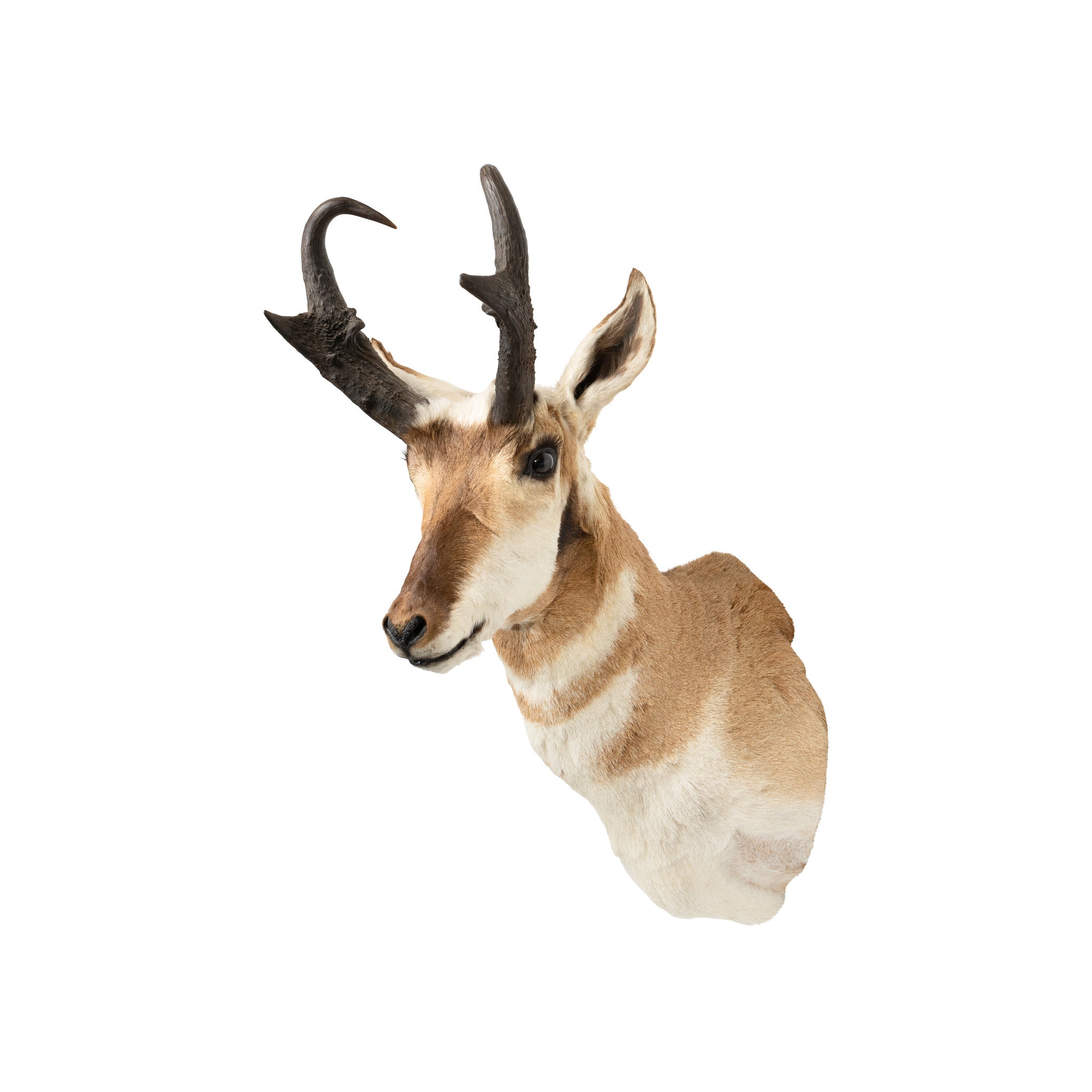 Trophy Antelope Shoulder Mount