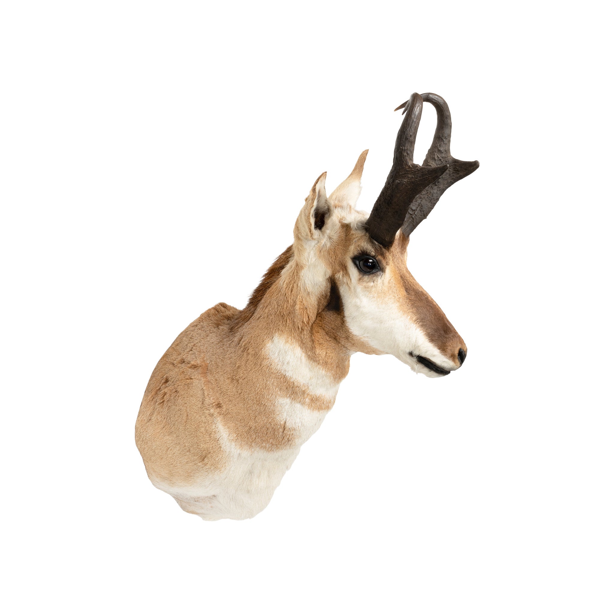 Trophy Antelope Shoulder Mount