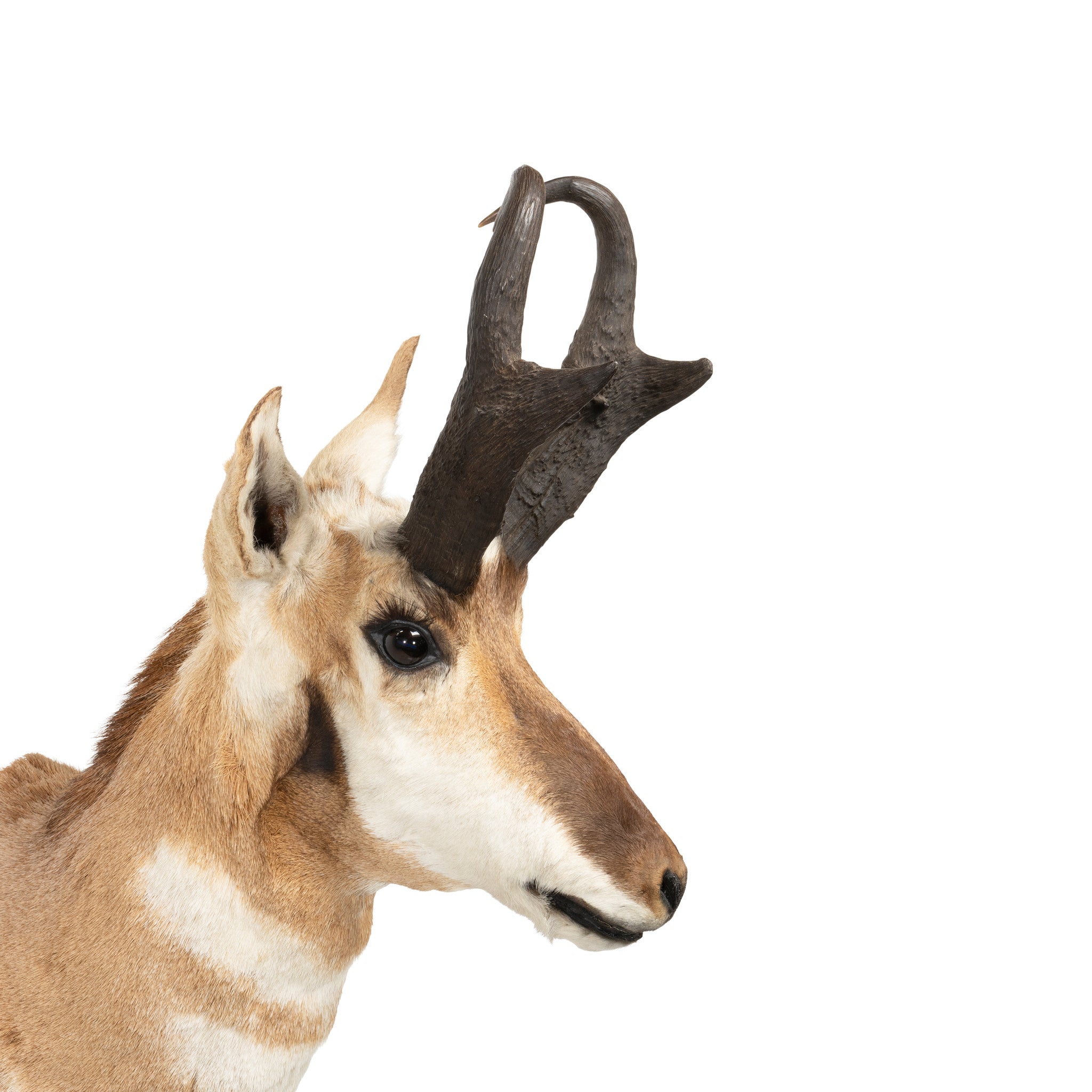 Trophy Antelope Shoulder Mount