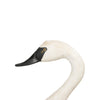 Life Size Trumpeter Swan Decoy