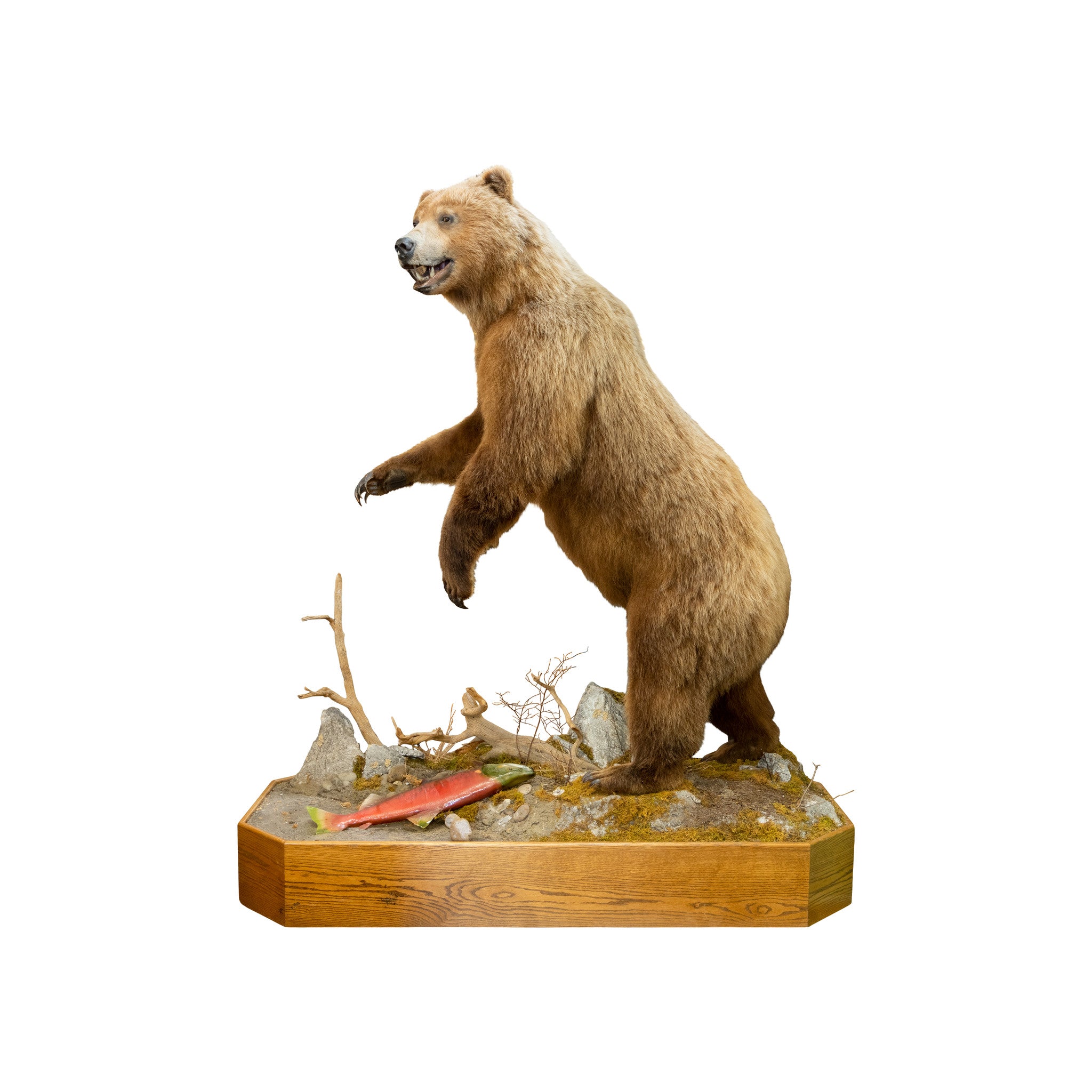 Alaskan Brown Bear
