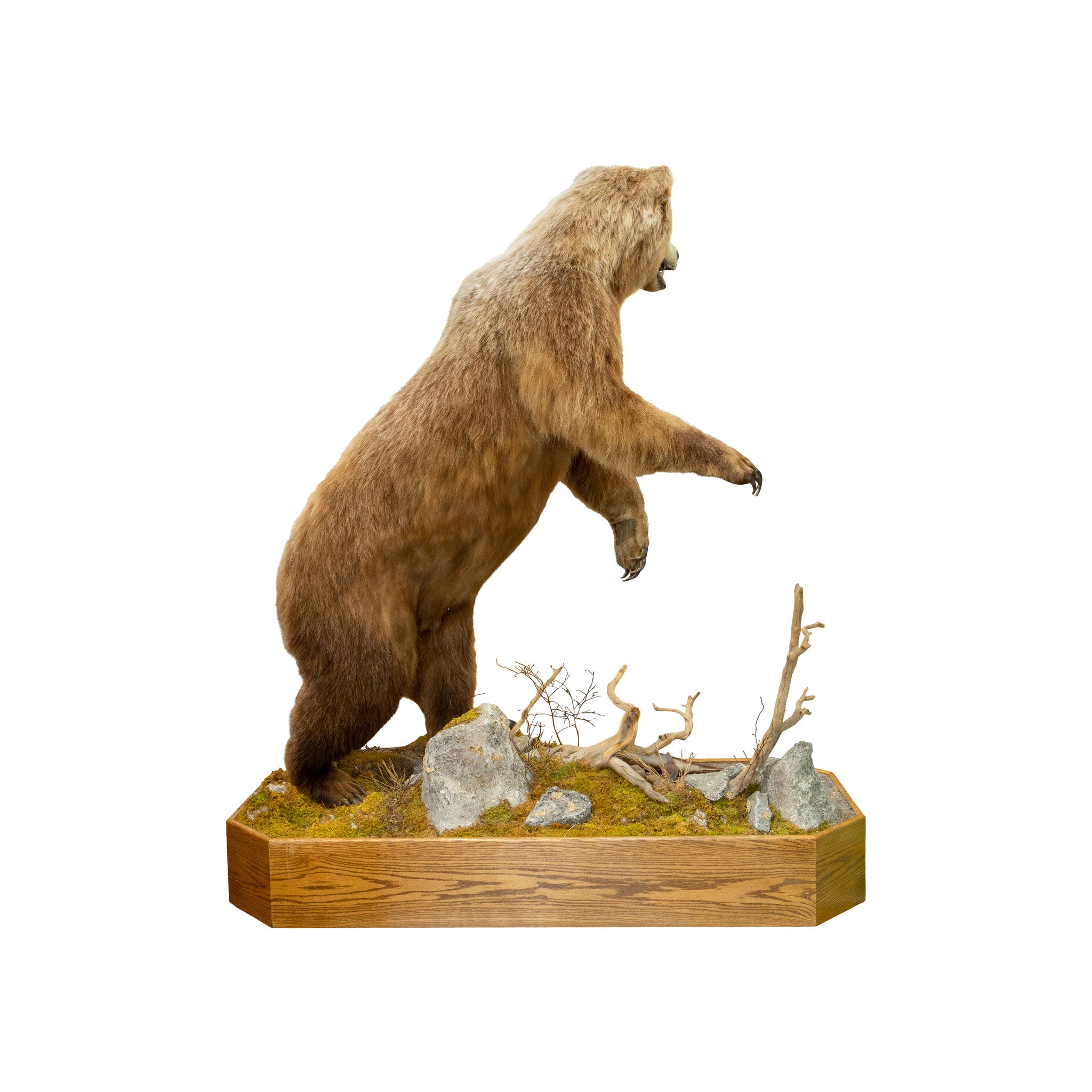 Alaskan Brown Bear