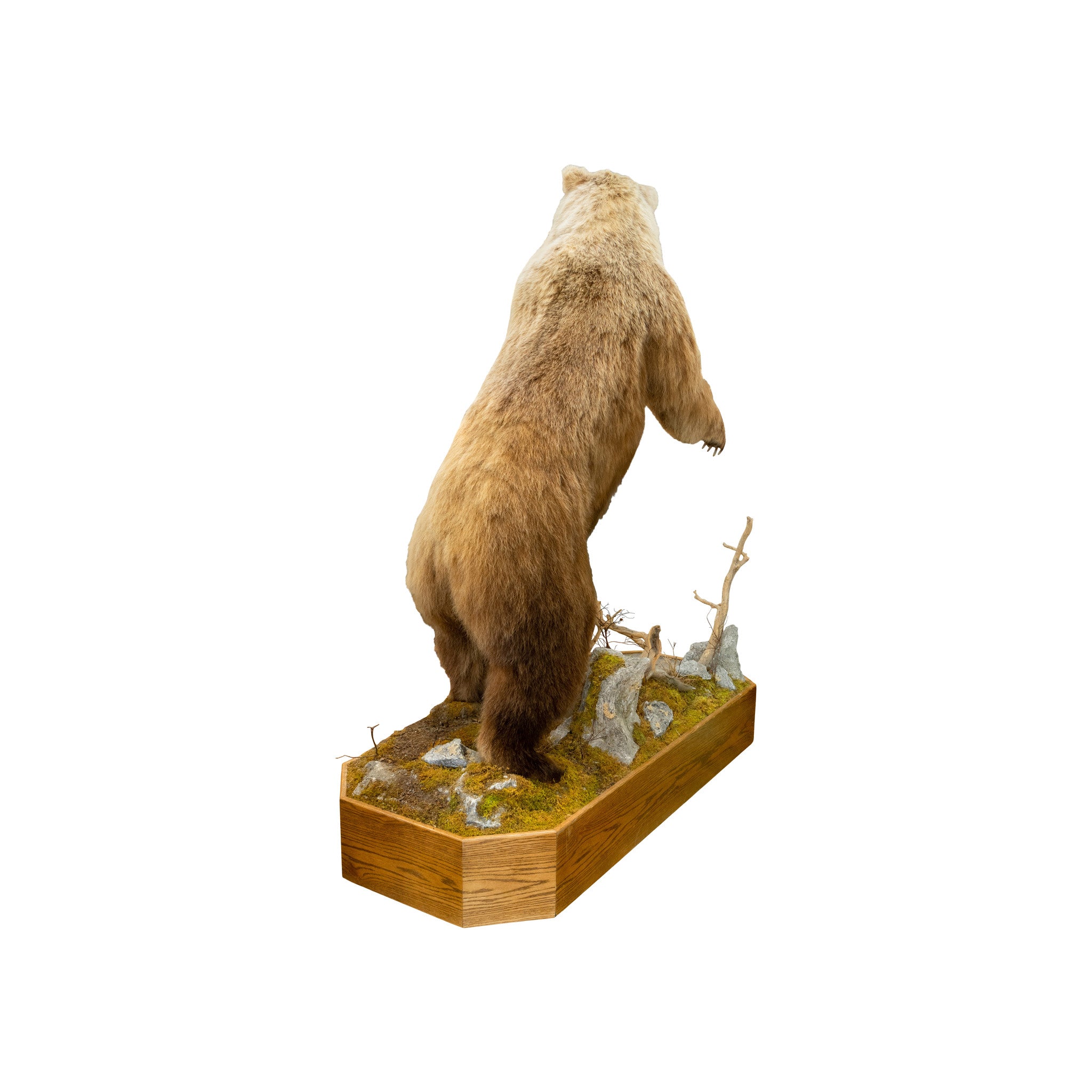 Alaskan Brown Bear