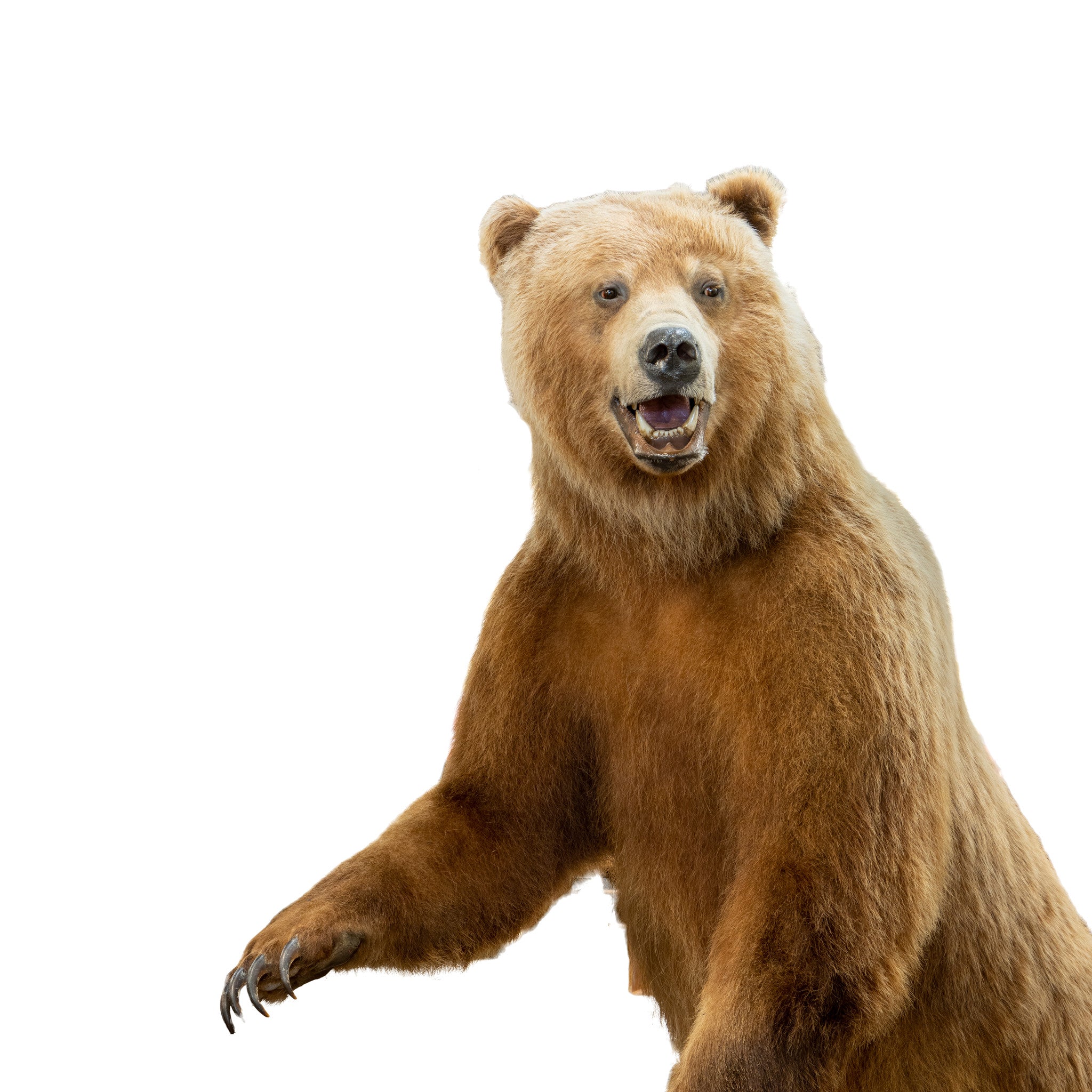 Alaskan Brown Bear