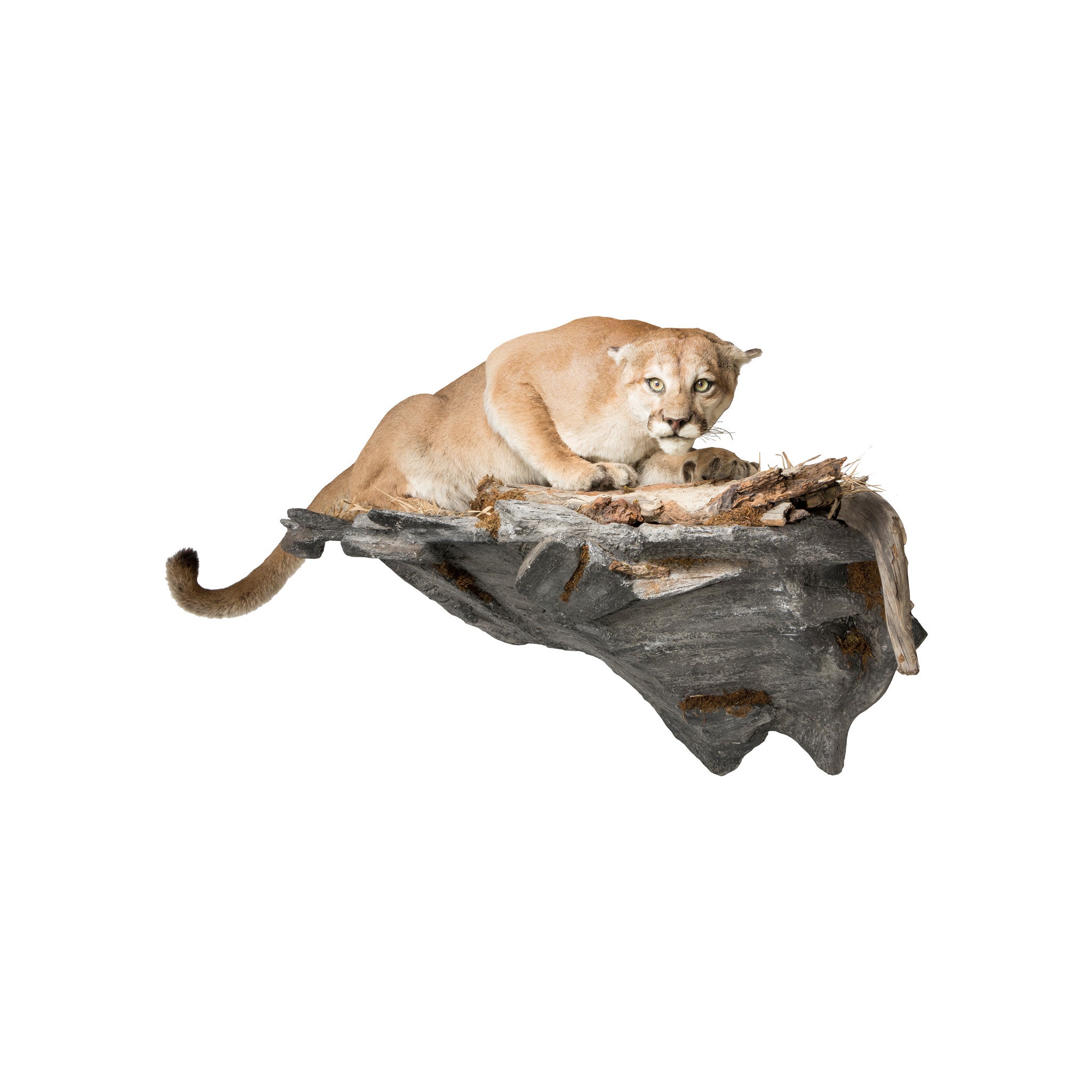 Cougar Mount, Furnishings, Taxidermy, Cougar