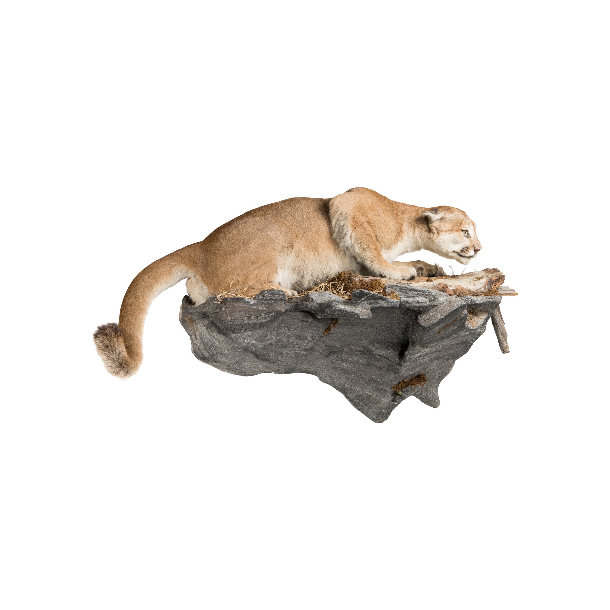 Cougar Mount