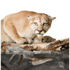 Cougar Mount