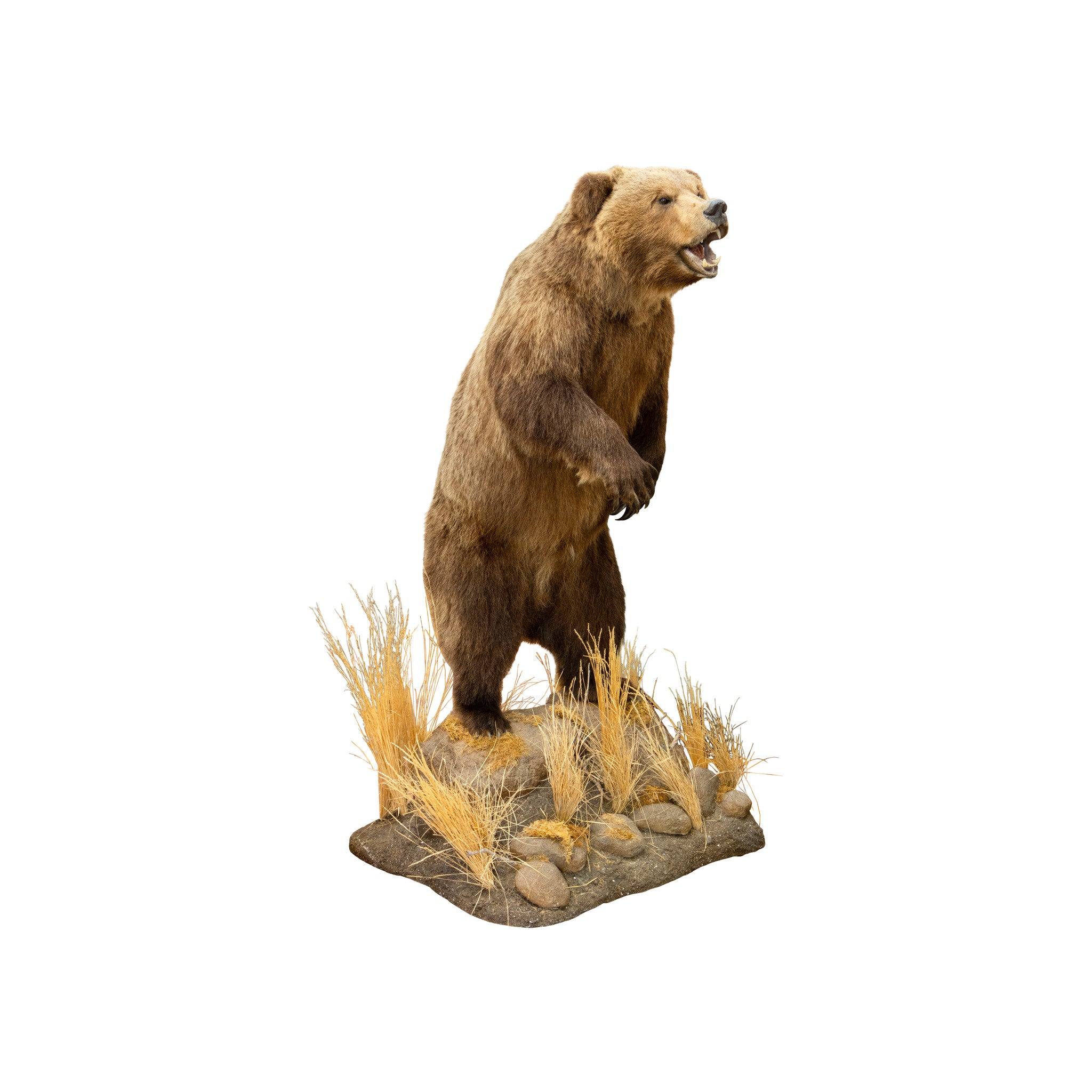 Mountain Grizzly Bear