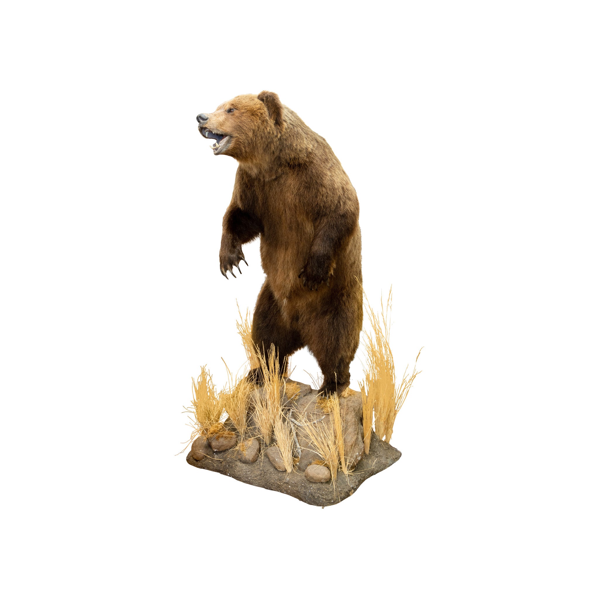 Mountain Grizzly Bear