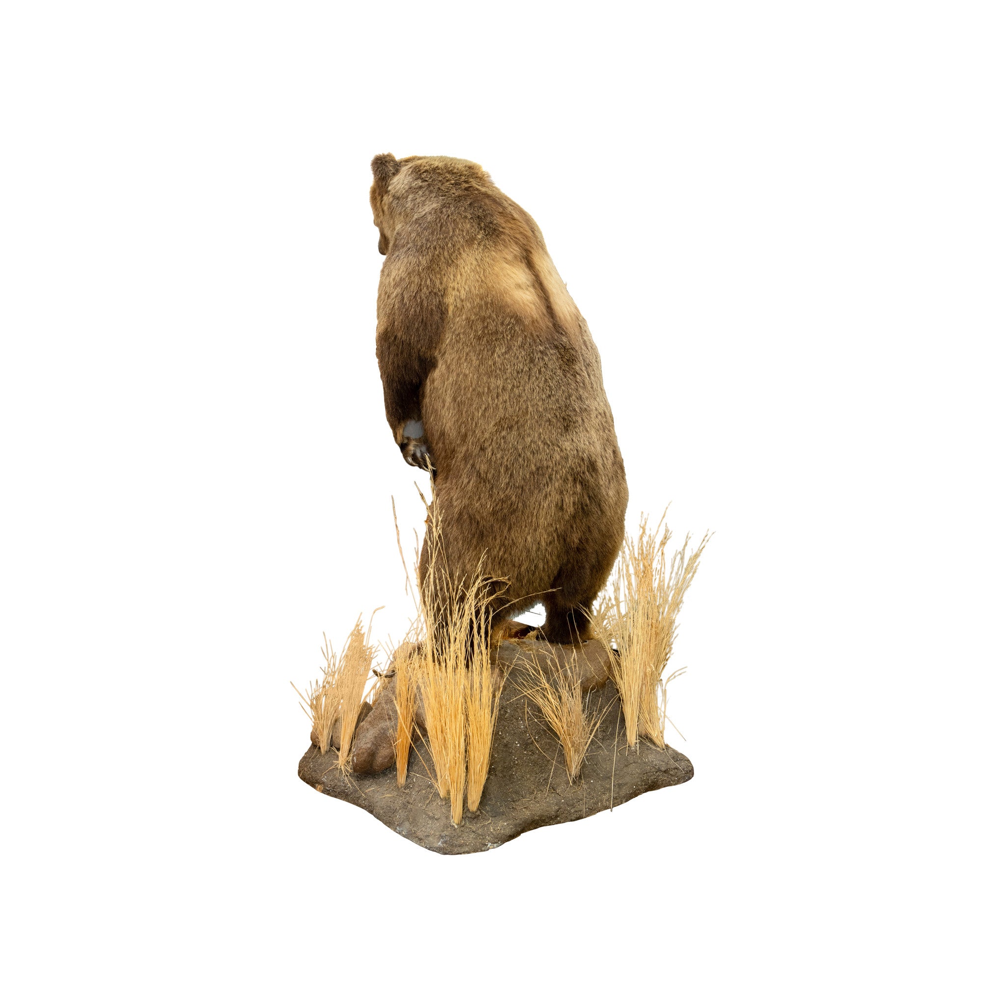 Mountain Grizzly Bear