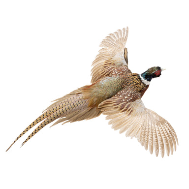 Flying Ringneck Pheasant, Furnishings, Taxidermy, Bird