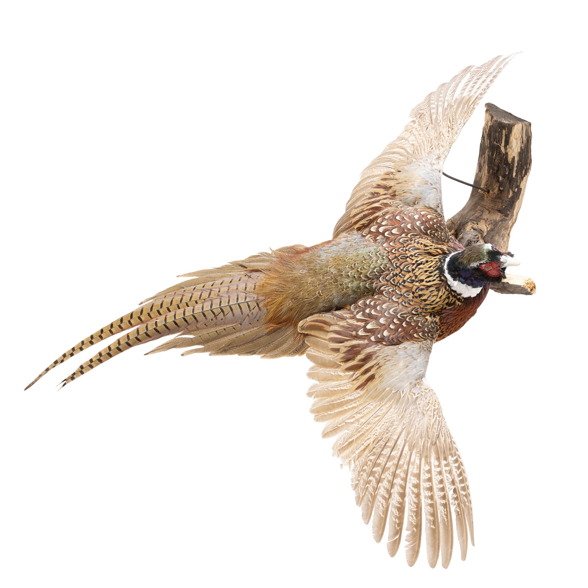 Flying Ringneck Pheasant