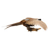 Flying Ringneck Pheasant