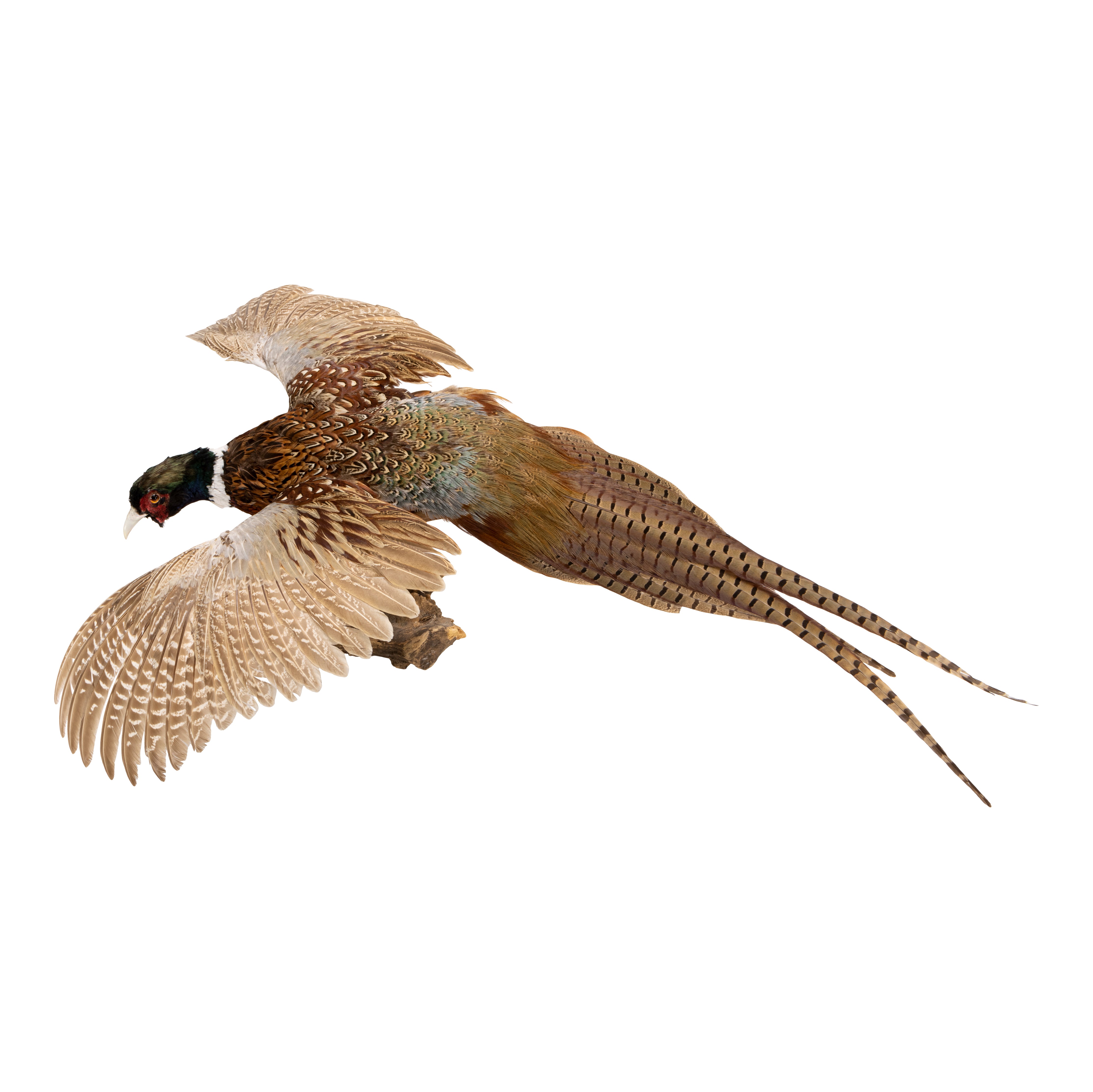 Flying Ringneck Pheasant