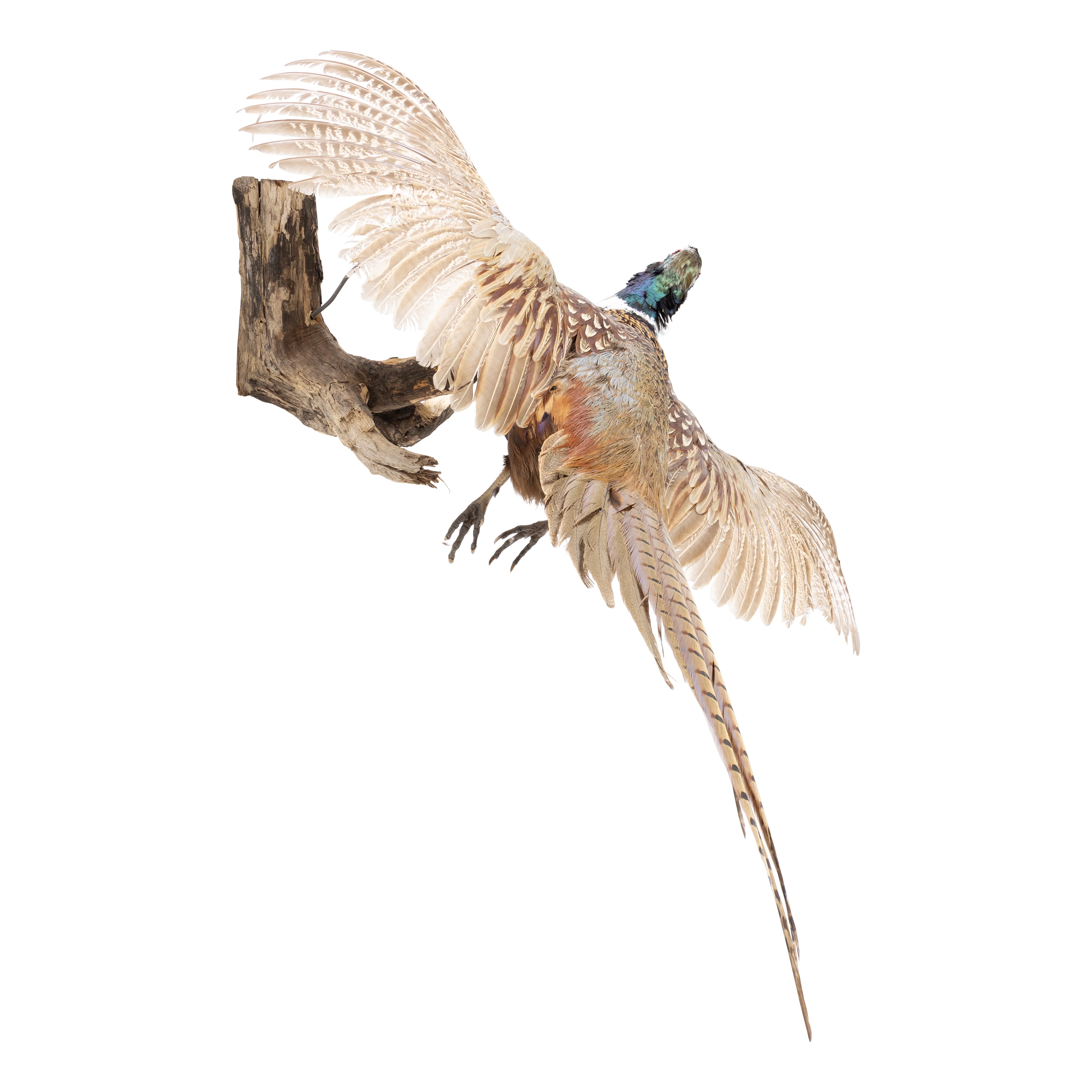 Flying Ringneck Pheasant