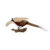 Flying Ringneck Pheasant