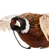 Flying Ringneck Pheasant