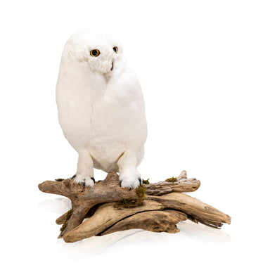 "Snowy Owl" Mount, Furnishings, Taxidermy, Bird