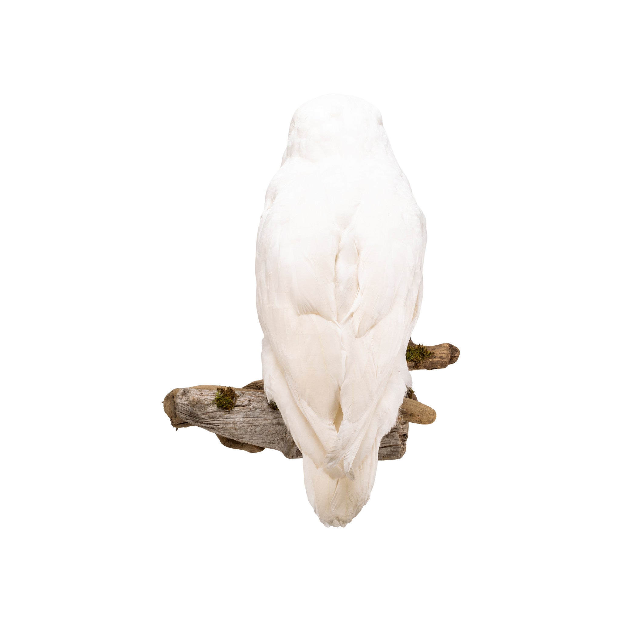 "Snowy Owl" Mount