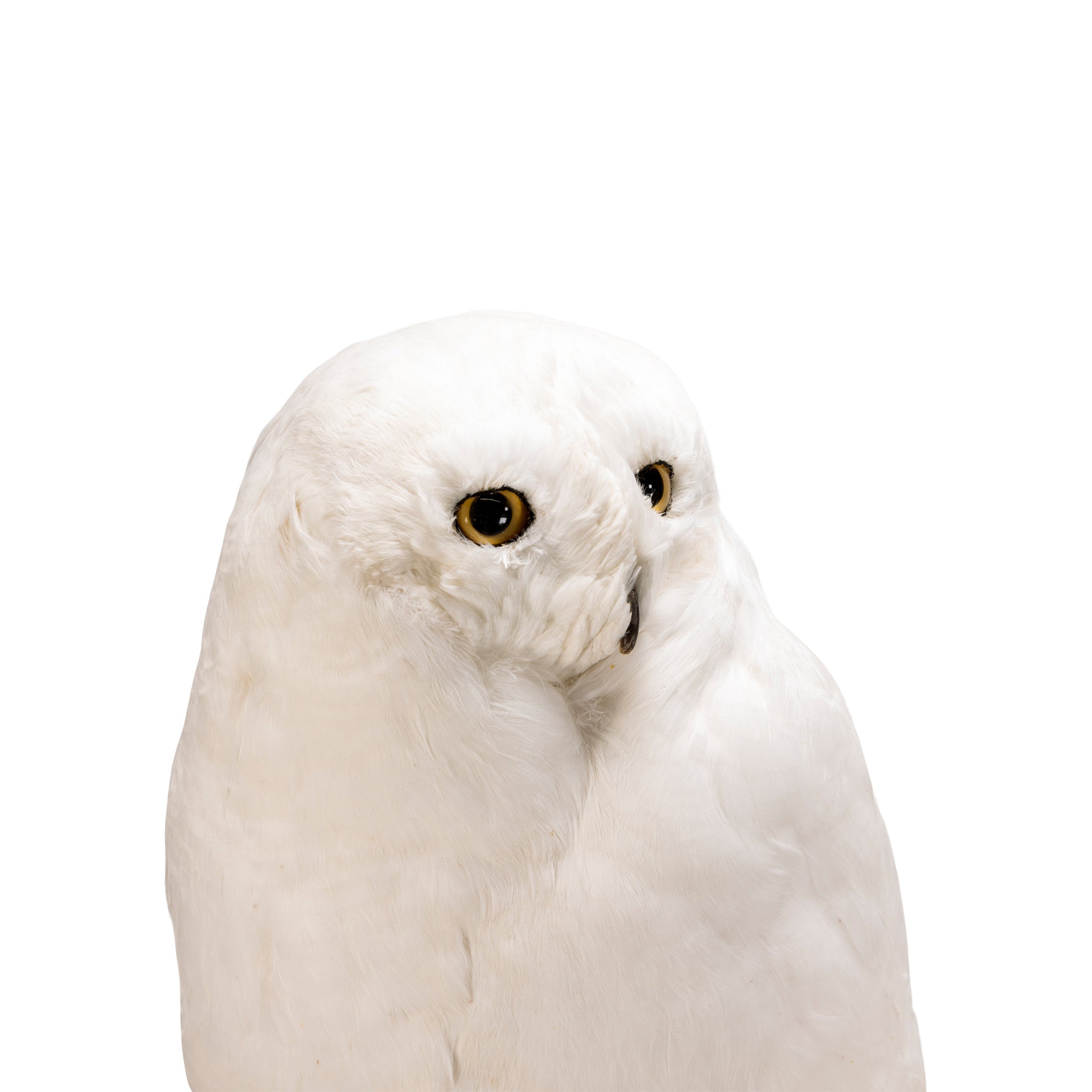 "Snowy Owl" Mount