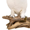"Snowy Owl" Mount