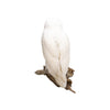 "Snowy Owl" Mount
