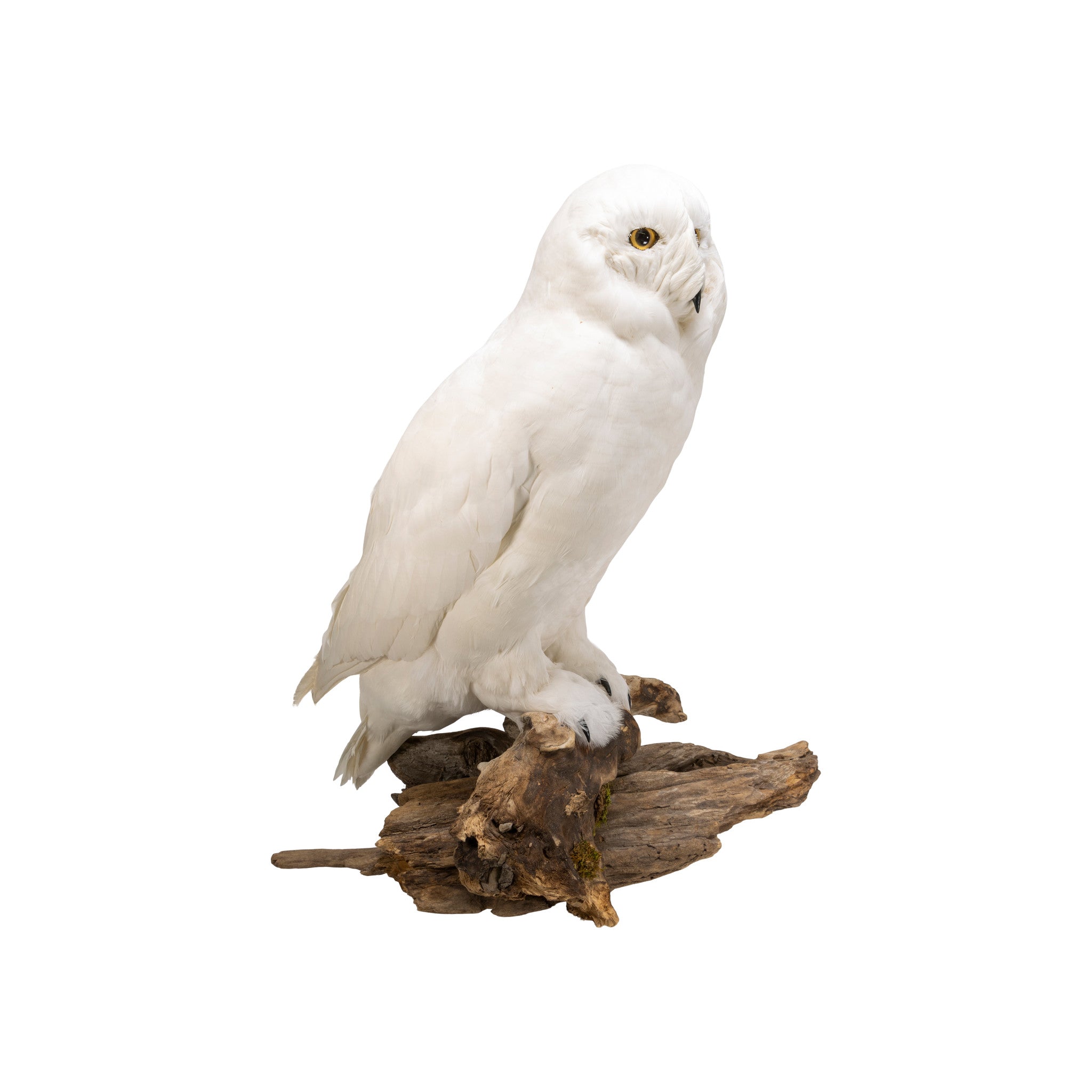 "Snowy Owl" Mount