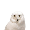 "Snowy Owl" Mount