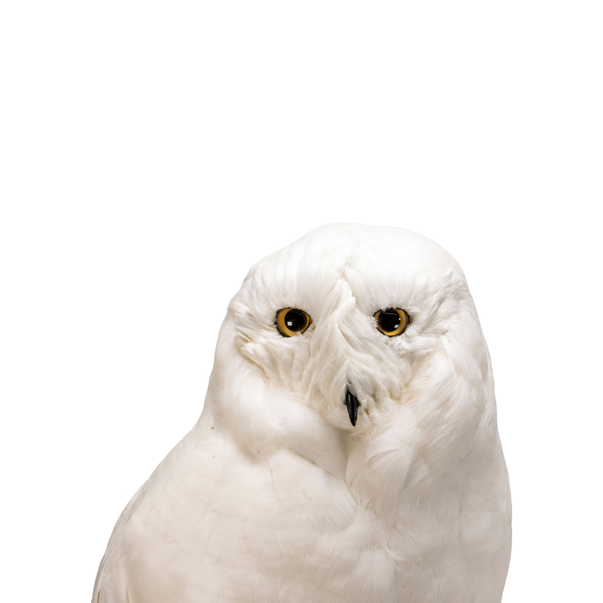 "Snowy Owl" Mount