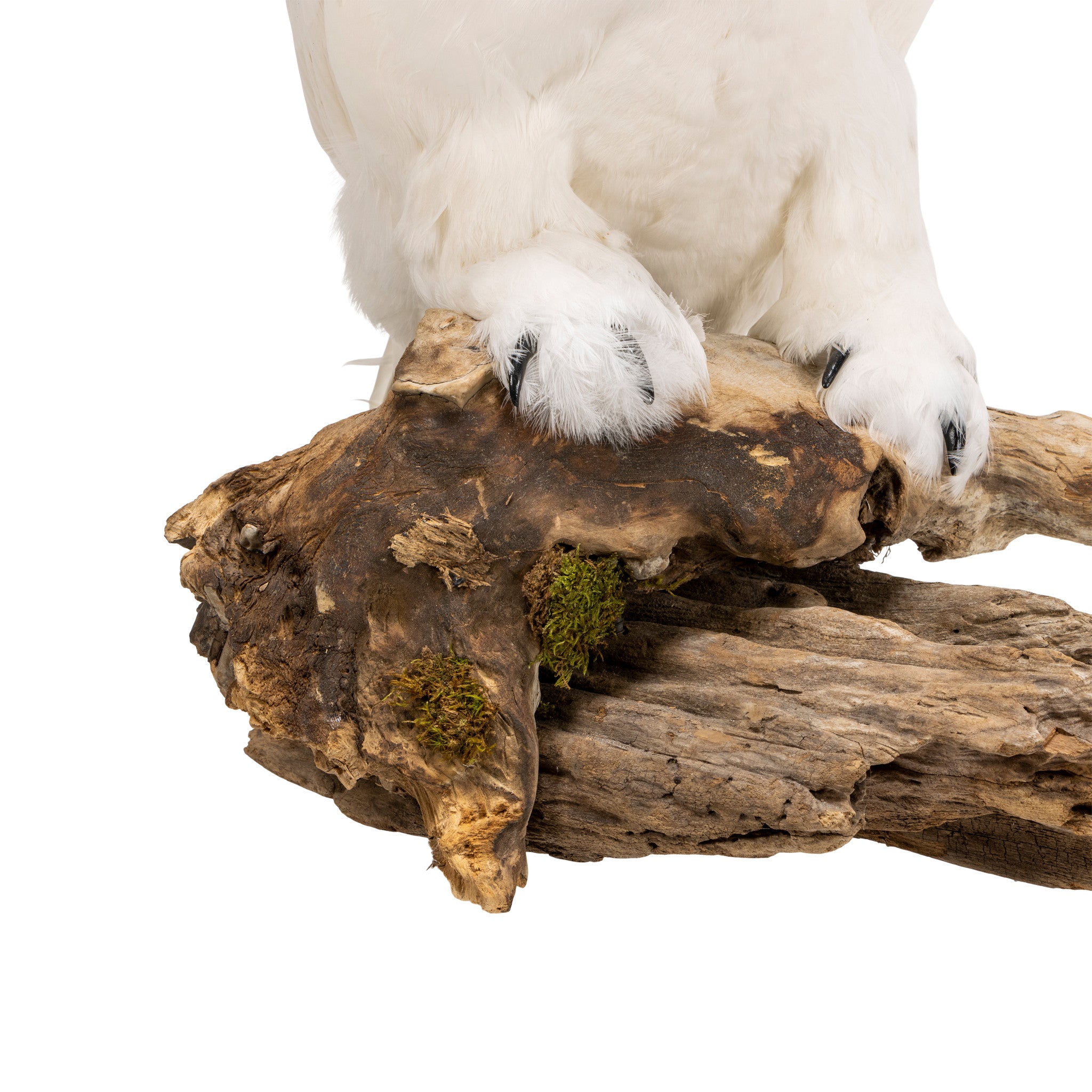 "Snowy Owl" Mount