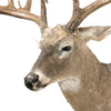 South Texas Brush Buck Whitetail Deer