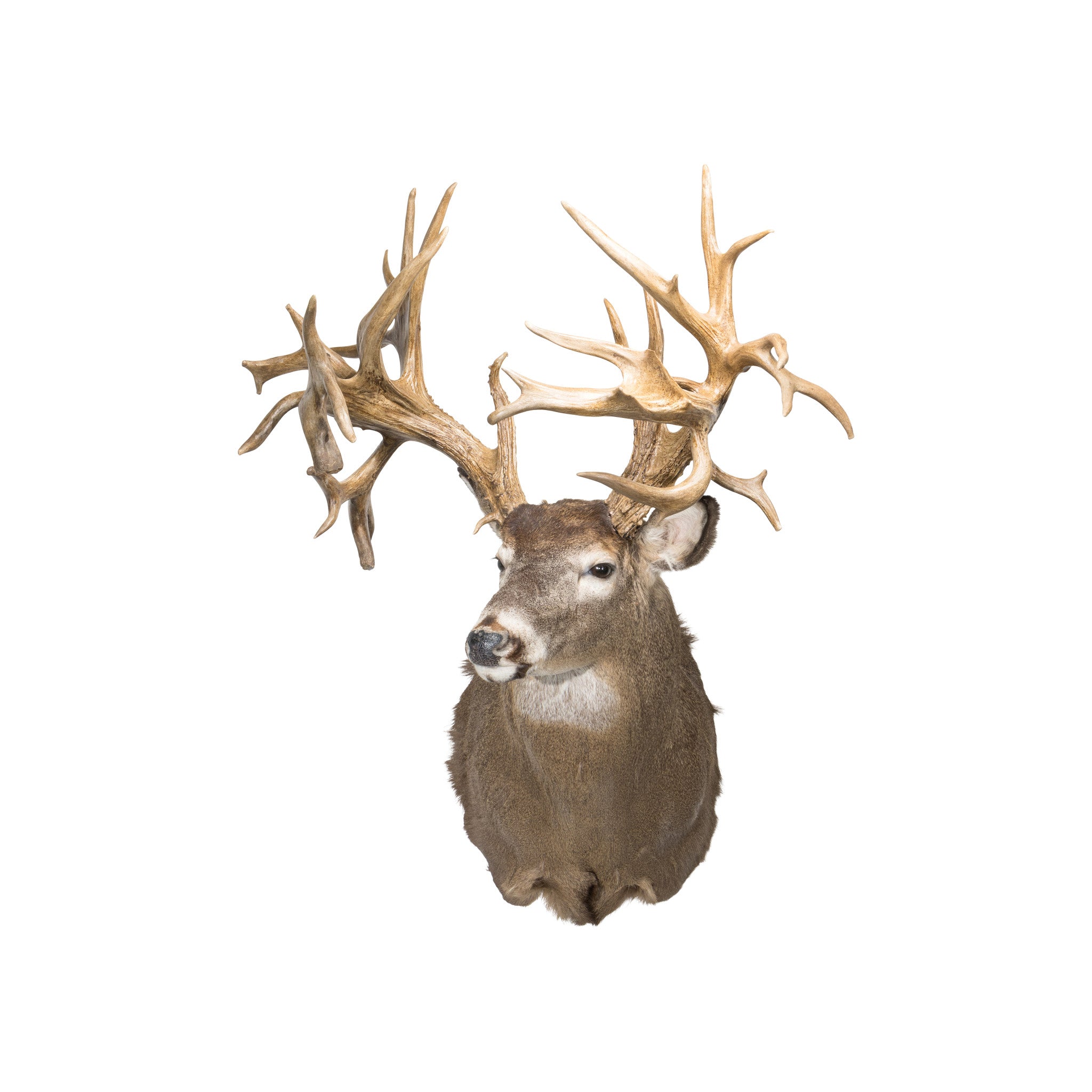 45 Point Hunting Preserve Non-Typical Whitetail Deer