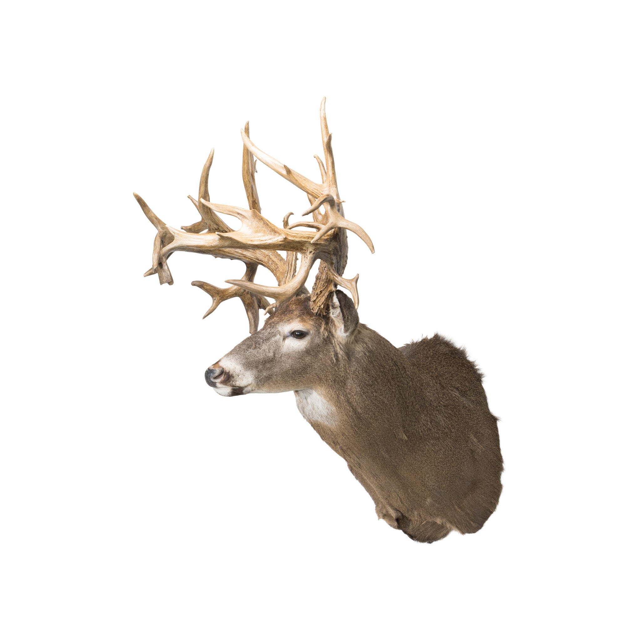 45 Point Hunting Preserve Non-Typical Whitetail Deer