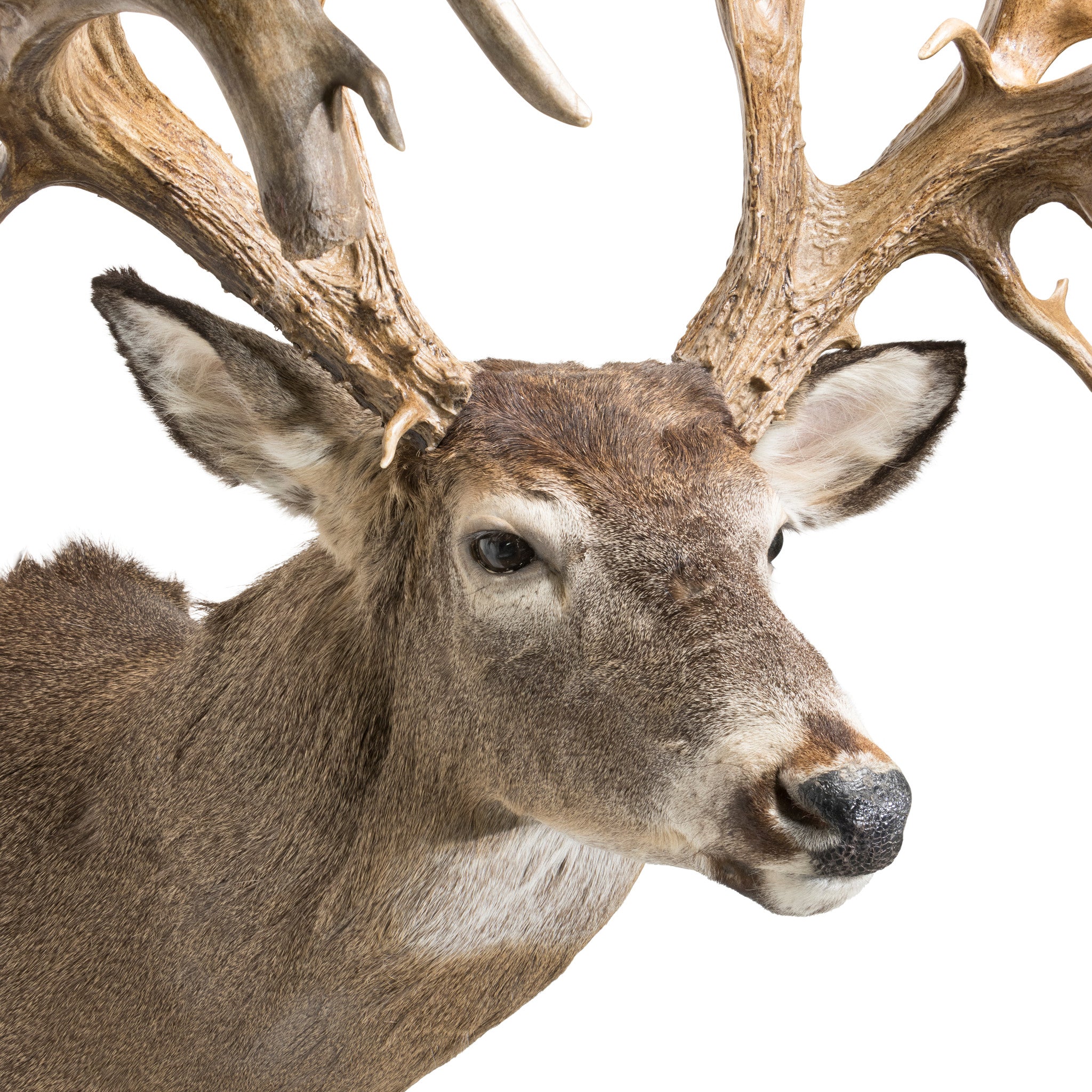 45 Point Hunting Preserve Non-Typical Whitetail Deer