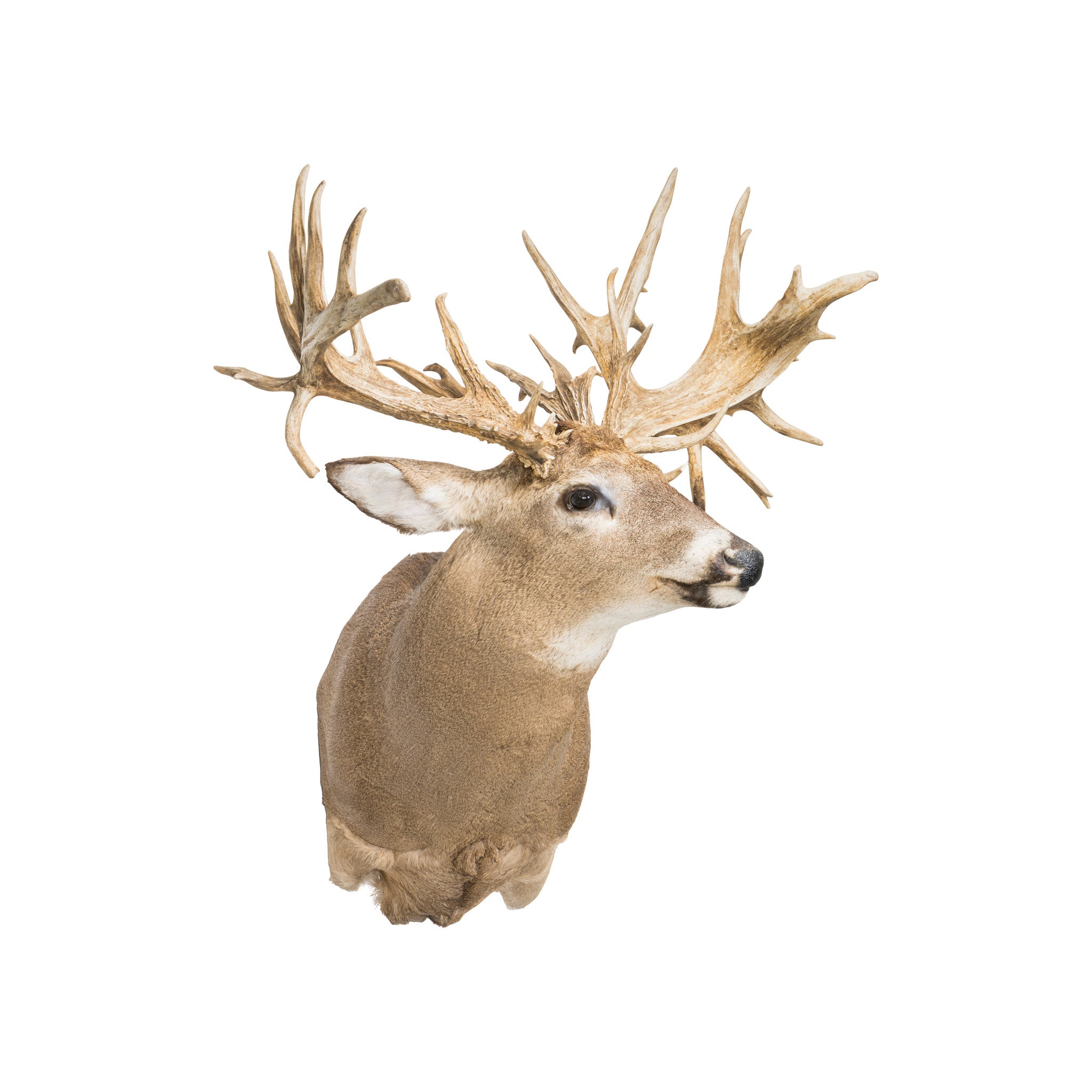 38 Point Mega Monster Whitetail Deer