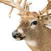 38 Point Mega Monster Whitetail Deer