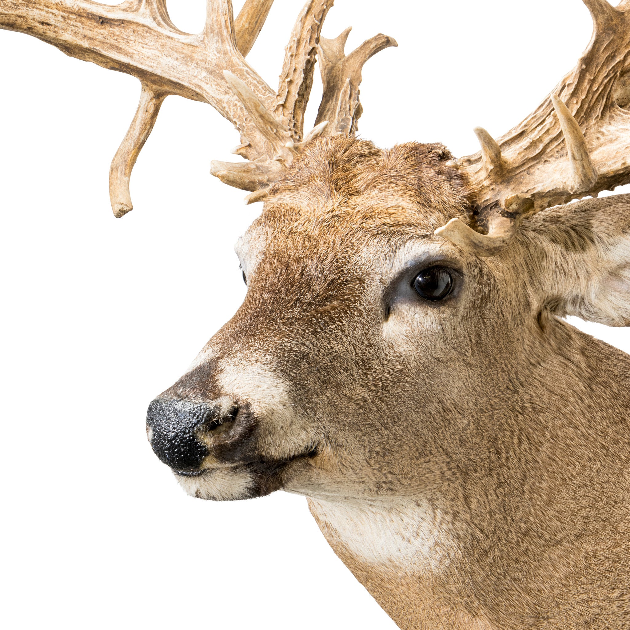 38 Point Mega Monster Whitetail Deer