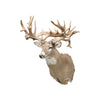 40 Point Whitetail Deer Shoulder Mount, Furnishings, Taxidermy, Deer