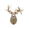 40 Point Whitetail Deer Shoulder Mount