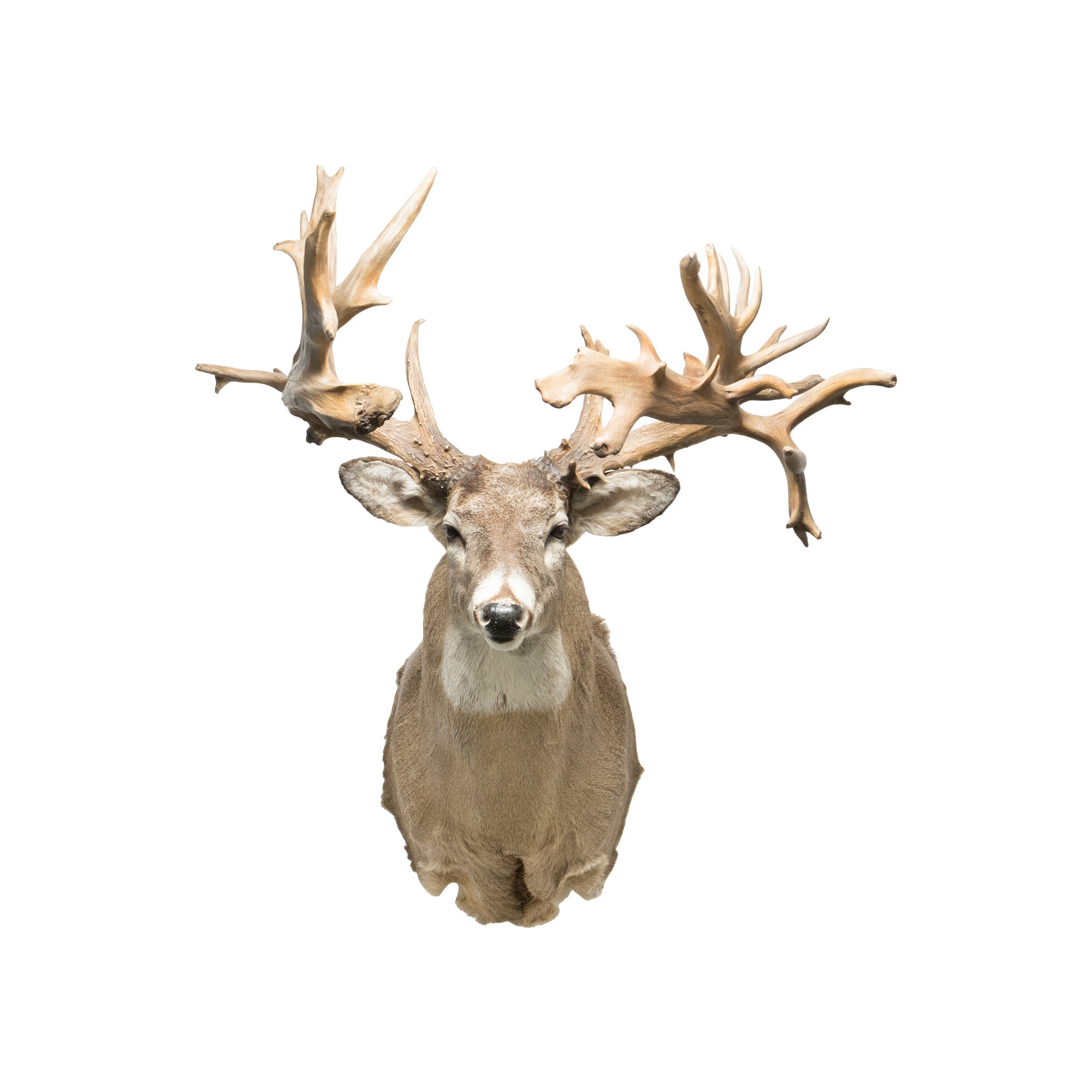 40 Point Whitetail Deer Shoulder Mount