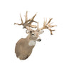 40 Point Whitetail Deer Shoulder Mount