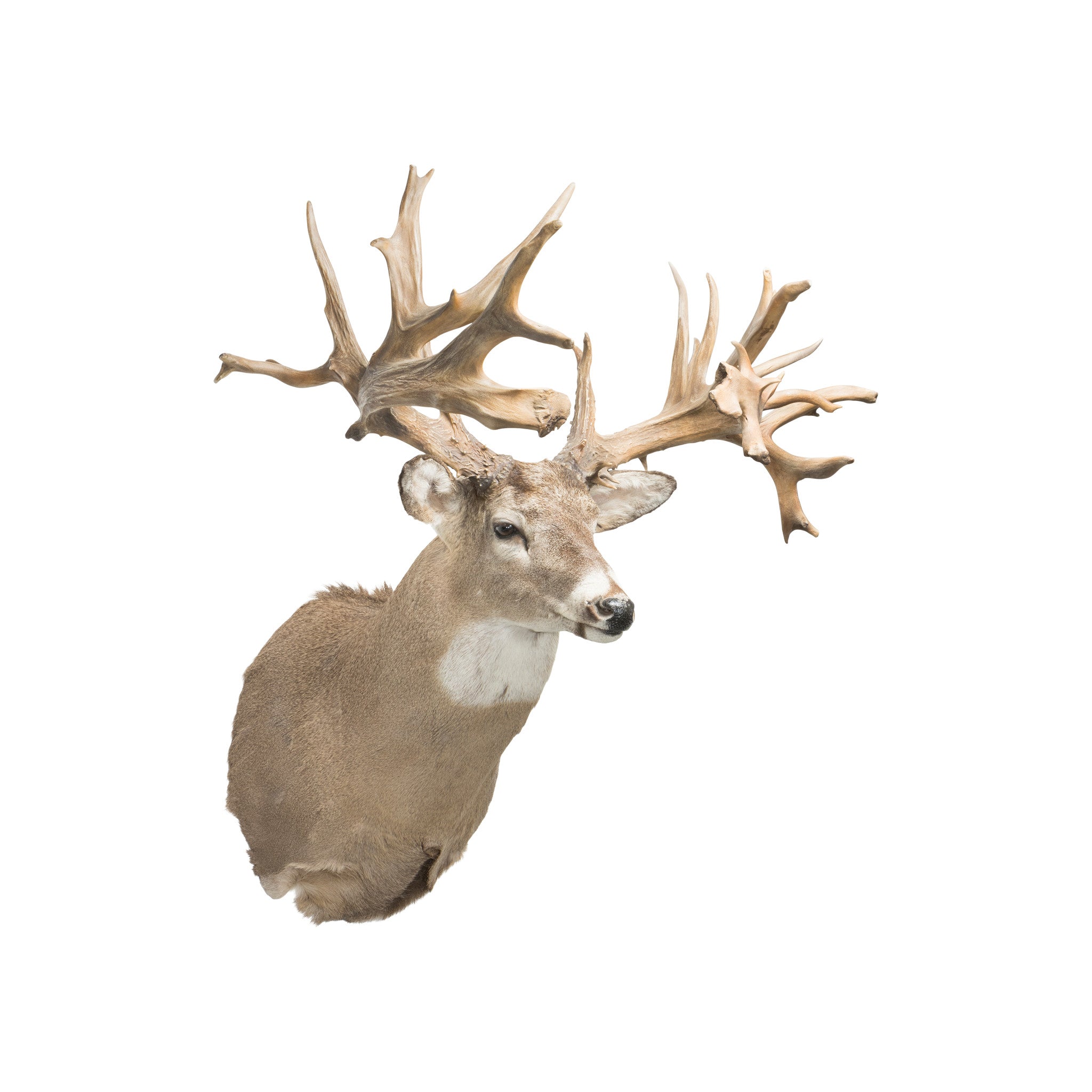 40 Point Whitetail Deer Shoulder Mount